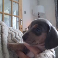 Dachshund (Standard & Miniature) - Both