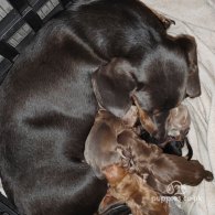 Dachshund (Standard & Miniature) - Both