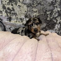 Dachshund (Standard & Miniature) - Both