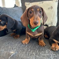 Dachshund (Standard & Miniature) - Dogs