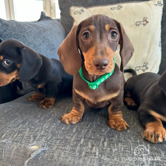 Dachshund (Standard & Miniature) - Dogs