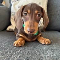 Dachshund (Standard & Miniature) - Dogs