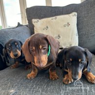 Dachshund (Standard & Miniature) - Dogs