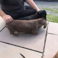 Dachshund (Standard & Miniature) - Dogs