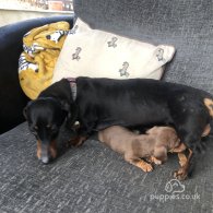 Dachshund (Standard & Miniature) - Dogs