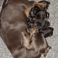 Dachshund (Standard & Miniature) - Both