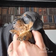 Dachshund (Standard & Miniature) - Both