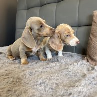 Dachshund (Standard & Miniature) - Both