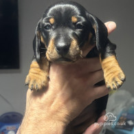 Dachshund (Standard & Miniature) - Both