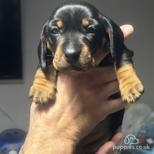 Dachshund (Standard & Miniature) - Both