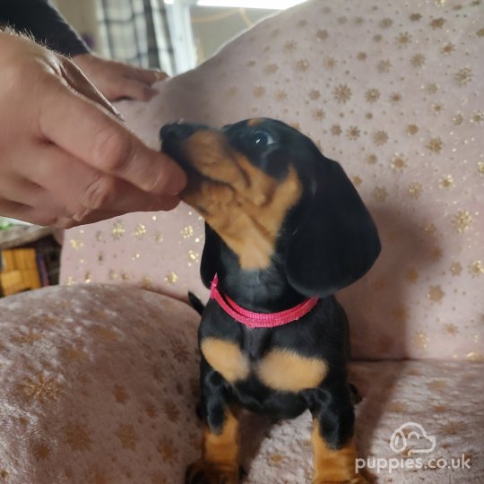 Dachshund (Standard & Miniature) - Both