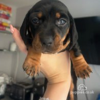 Dachshund (Standard & Miniature) - Both