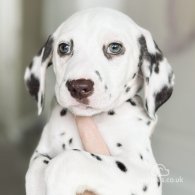 Dalmatian - Both