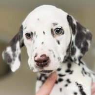 Dalmatian - Both