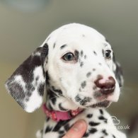 Dalmatian - Both