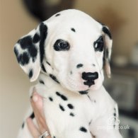 Dalmatian - Both