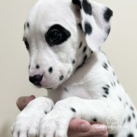 Dalmatian - Both