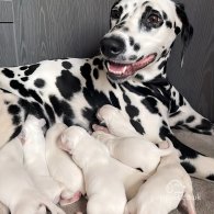 Dalmatian - Both