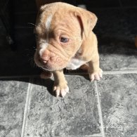 Dorset Olde Tyme Bulldogge - Both