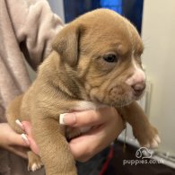 Dorset Olde Tyme Bulldogge - Both