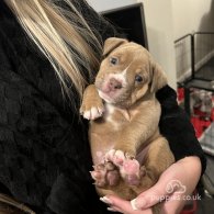 Dorset Olde Tyme Bulldogge - Both