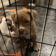 Dorset Olde Tyme Bulldogge - Both