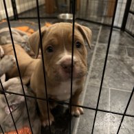 Dorset Olde Tyme Bulldogge - Both