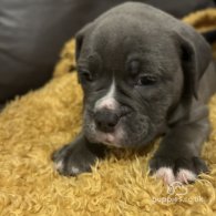 Dorset Olde Tyme Bulldogge - Both