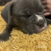 Dorset Olde Tyme Bulldogge - Both