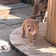 Dorset Olde Tyme Bulldogge - Both