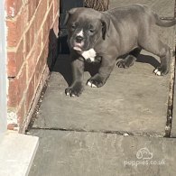 Dorset Olde Tyme Bulldogge - Both