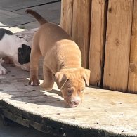 Dorset Olde Tyme Bulldogge - Both