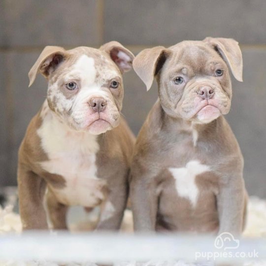 Dorset Olde Tyme Bulldogge - Both