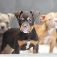 Dorset Olde Tyme Bulldogge - Both