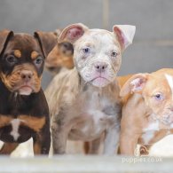 Dorset Olde Tyme Bulldogge - Both