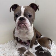 Dorset Olde Tyme Bulldogge - Both