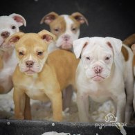 English Bulldog - Both