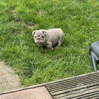 English Bulldog - Both