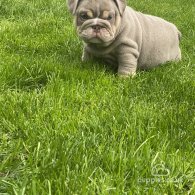 English Bulldog - Both