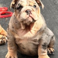 English Bulldog - Both