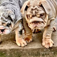 English Bulldog - Both