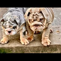 English Bulldog - Both