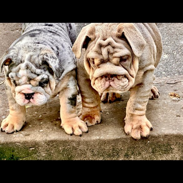 English Bulldog - Both