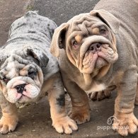 English Bulldog - Both