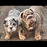 English Bulldog - Both