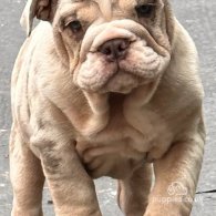 English Bulldog - Both