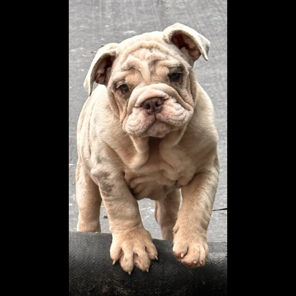 English Bulldog - Both