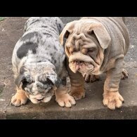 English Bulldog - Both