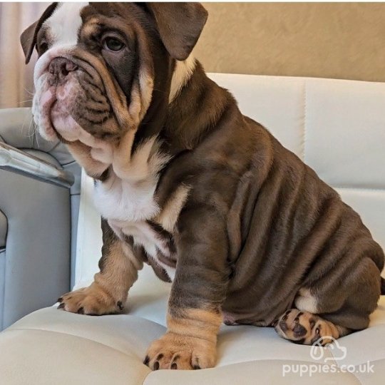 English Bulldog - Dogs