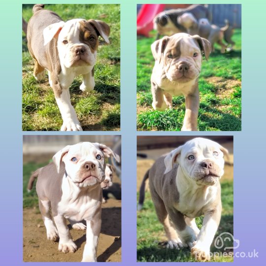 English Bulldog - Both